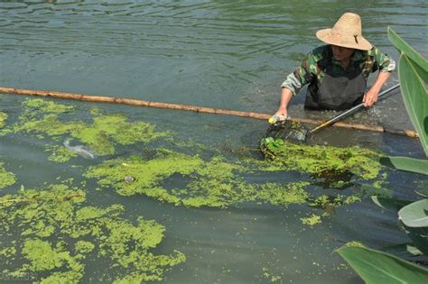 如何養魚